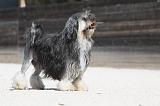 PETIT CHIEN LION 208